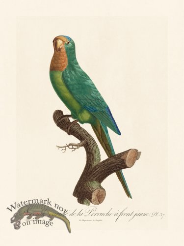 (image for) Barraband Parrot 037