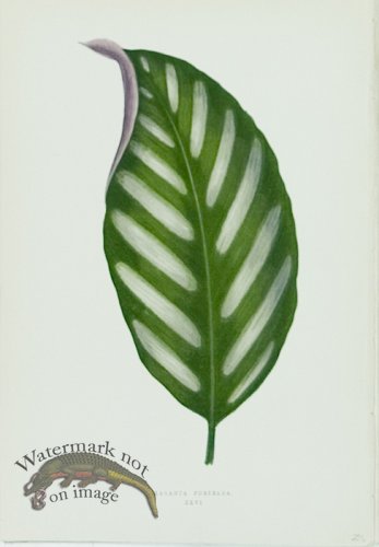 (image for) Lowes Leaves 09