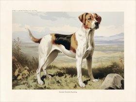 CFA Dog Danish Swedish Farmdog