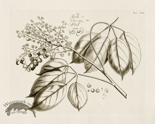 (image for) HORTUS VOl 07 28