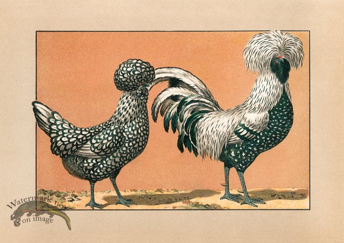 (image for) Chicken 33