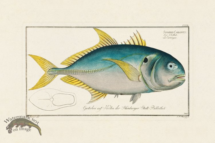 (image for) BLOCH FISH 340