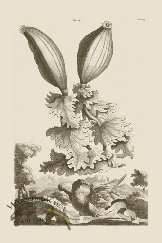 (image for) Abraham Munting 024