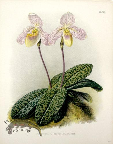(image for) Linden Orchids 06
