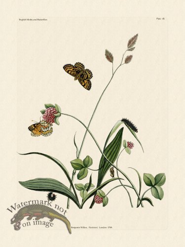 (image for) Wilkes Butterflies 045