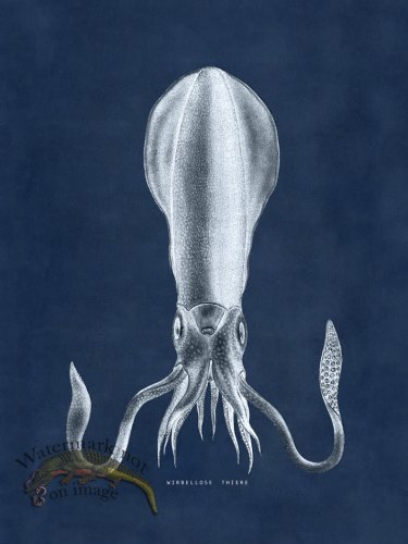 (image for) Octopus Blue 27