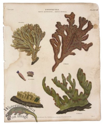 (image for) Elkhorn Coral Sponge