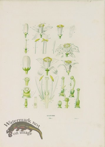 (image for) Poiteau Citrus 23