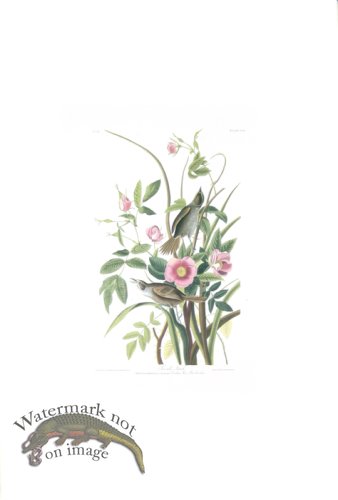 (image for) Sea-side Finch