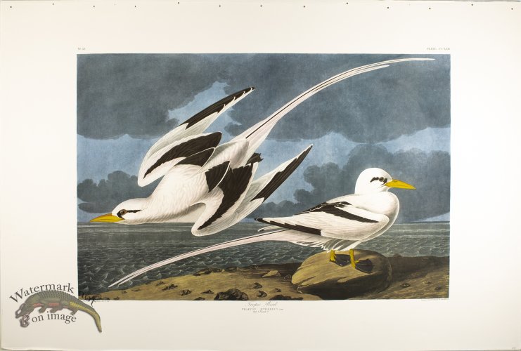 (image for) Tropic Bird