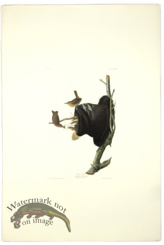 (image for) House Wren