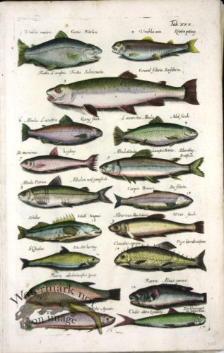 (image for) 1660_Sea_life_22