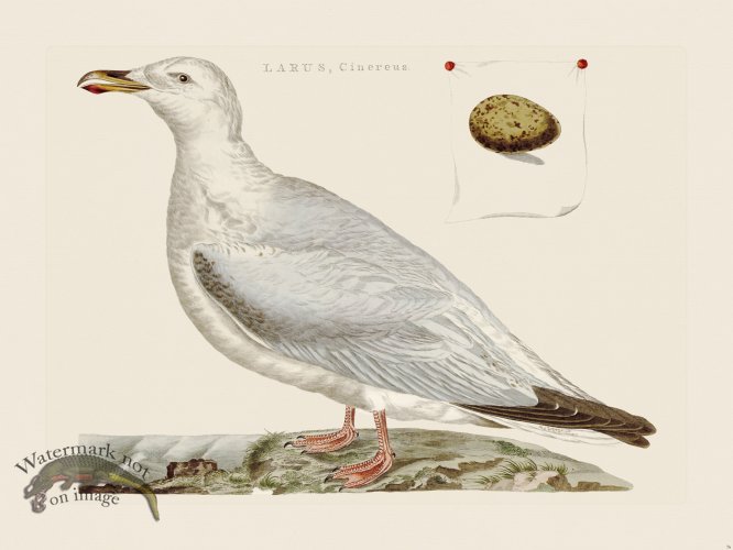 (image for) Nozeman Bird 076