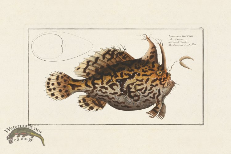 (image for) BLOCH FISH 110