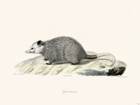 Cuvier 250 Young Opossum