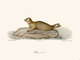 Cuvier 416 The Commonplace