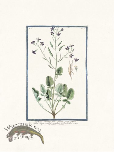 (image for) Bonelli 341 Rat-tail radish