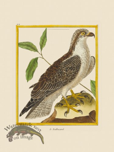 (image for) Martinet Bird 414