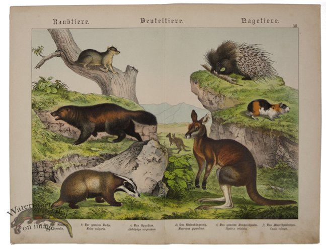 (image for) Kangaroo Porcupine Wolverine 