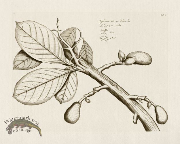 (image for) HORTUS VOl 03 27