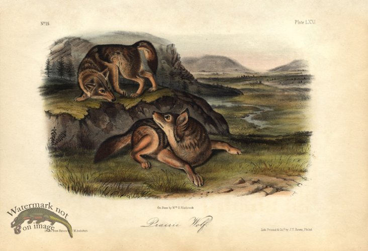 (image for) Prairie Wolf