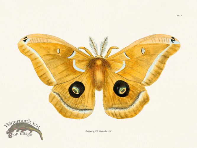 (image for) Nodder BF 01