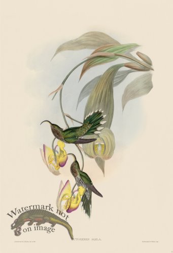 (image for) Gould Hummingbird 003
