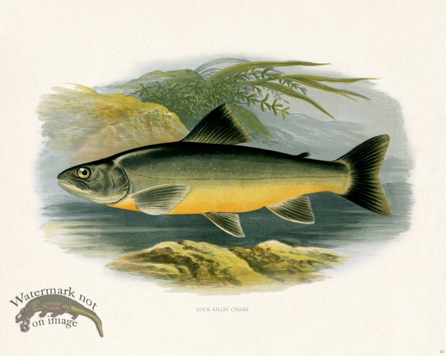 (image for) British FW 33