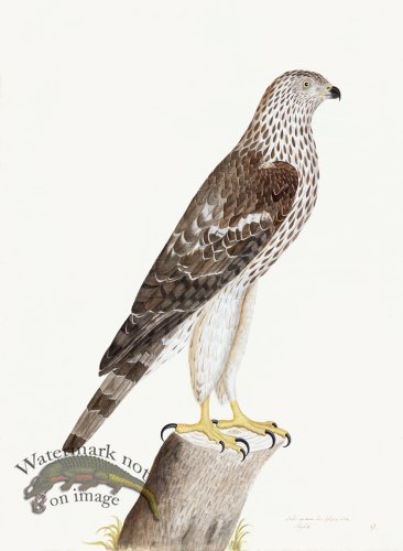 Rudbeck 009 HONEY BUZZARD 22x30