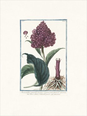 Bonelli 358 Amarante