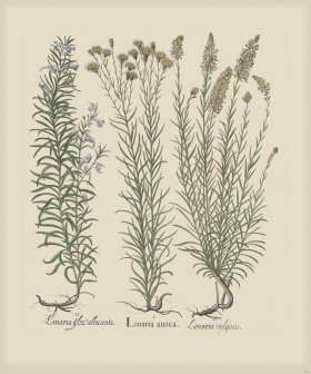 Besler 163 Colored B2