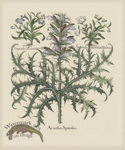 (image for) Besler 274 Colored B2