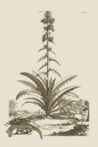 (image for) Abraham Munting 126