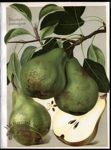 (image for) Fruit 30