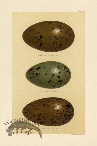 (image for) Seebohm Egg 03
