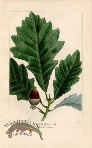(image for) Swamp White Oak
