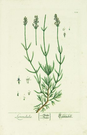 Blackwell German 238