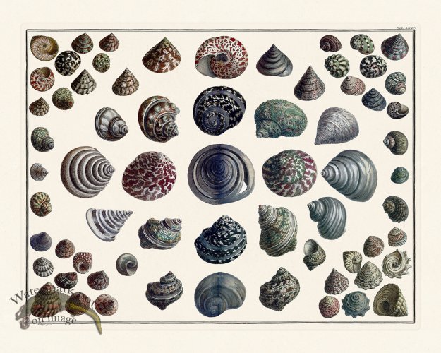 (image for) Seba B2 075 Shells