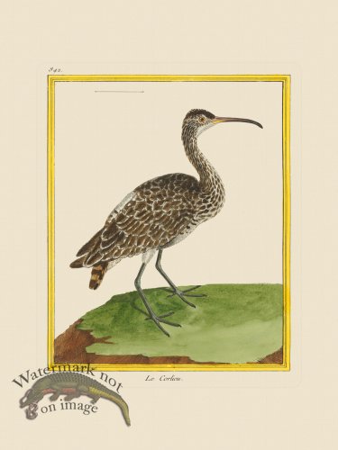 (image for) Martinet Bird 842