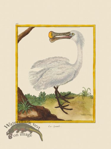 (image for) Martinet Bird 405