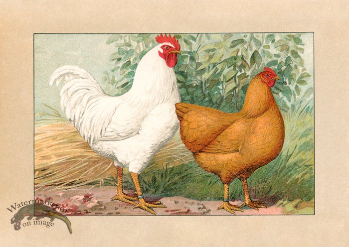 (image for) Chicken 06