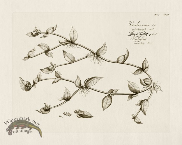 (image for) HORTUS VOl 07 58