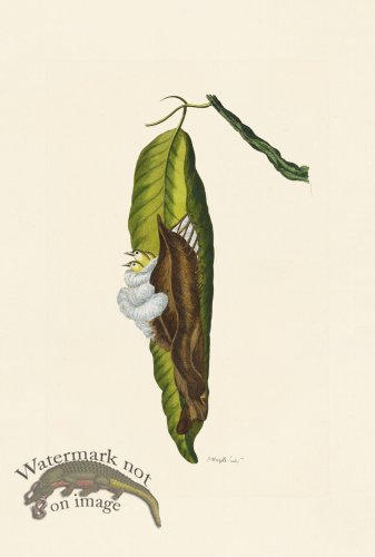 (image for) Pennant Zoology 096