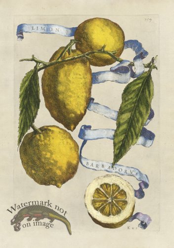 (image for) Ferrari 259