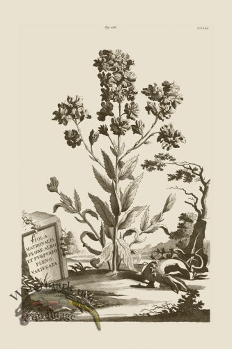 (image for) Abraham Munting 186