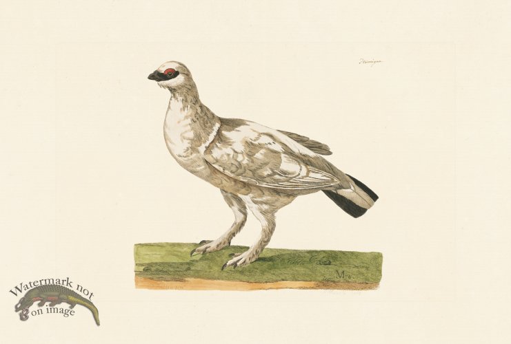 (image for) Pennant Zoology 106