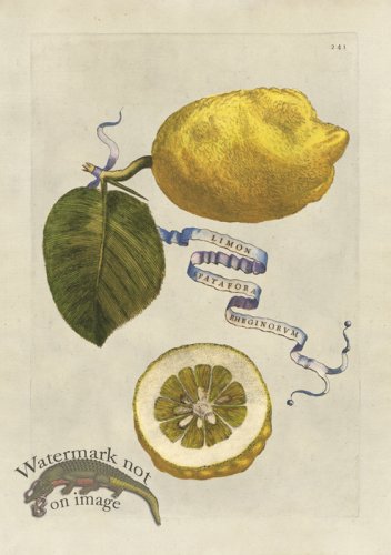 (image for) Ferrari 241