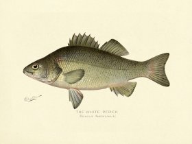 Perch - White