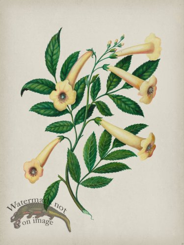 (image for) Andean Botanicals 031