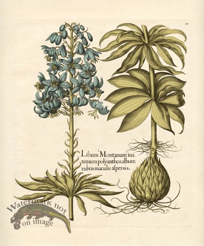 Besler Botanical 049 BG